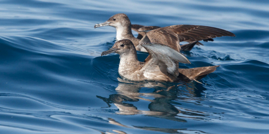 Deux Puffins des Baléares dans l'eau